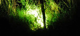 thepromisegarden